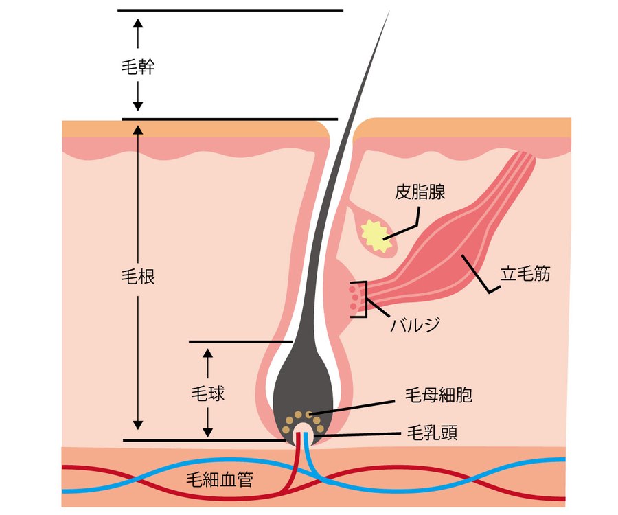 毛根・毛乳頭の構造