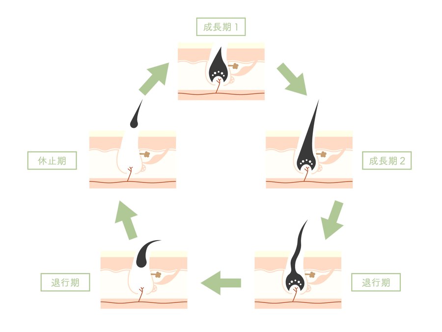 毛周期は繰り返す